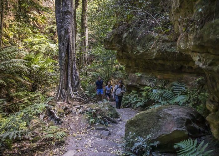 Tread Lightly Eco Tour, Blackheath - Blue Mountains